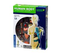 Human Body