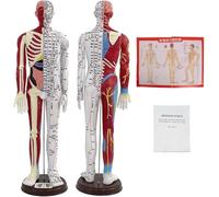 Human Body Acupuncture Model, 1/3 Life Size Human Acupuncture Model, Meridians Acupuncture Point Model with English Points Instructions, for Students & Professionals.(Female)