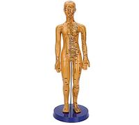 Human Body Acupuncture Model,Female Male Human Body Acupuncture Model Copper Color Meridians Acupuncture Point Model (Woman)