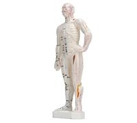 Human Body Acupuncture Model, Meridian Points Model Clear Handwriting Durable Easy to Read Professional PVC for Acupuncture for Chinese Medicine Teaching