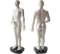 Human Body Acupuncture Model with Engraved Meridian Points for Massage Therapy Training and Practice