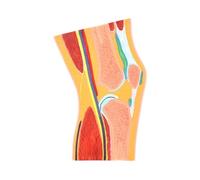Human Body Anatomy Cross-Sectional Model of Human Knee Joint, Joint Muscle Anatomy Model for Educational Supplies