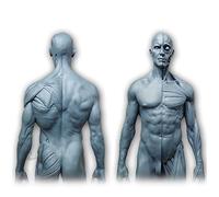 Human Body Anatomy Figure - 11.8 Inch/30Cm Male Human Muscle Skeleton Anatomical Model - Human Anatomical Muscle Bone Model - Reference for Artist