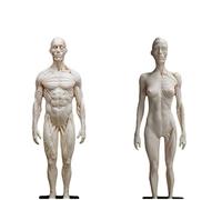 Human Body Anatomy Figure - 2Pcs Human Muscle Skeleton Anatomical Model - PU Material Human Anatomical Muscle Bone Model - for Medical Artist Drawing Study