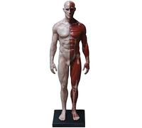 Human Body Anatomy Figure - Human Body Musculoskeletal Anatomical Model - Male/Female Anatomy Figure - Human Muscle Skeleton Anatomical Model - for Artist Drawing Study,Male