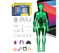 Human Body Anatomy Model - 3D 10x28.5cm Educational Science Kit | ABS Transparent Skeleton With Removable Organs | Medical Learning Toy For Kids Students Teachers Biology Study Tool
