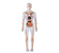 Human Body Anatomy Model - Glow in Dark Organs Toy, Kids Anatomy Toys for Age 8+ Study Learning Experiments Lab Classroom Student Doctor Halloween 11.81x7.09x2.56 inches