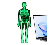 Human Body Anatomy Model | Glowing In The Dark Organs Toys - Anatomy Model For Kids,For Age 8+ Study Learning Experiments Laboratory Classroom Student Doctor