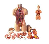 Human Body Anatomy Model with Torso Assembly, Detailed Internal Organs for Education and Teaching, Ideal for Classroom and Medical Training, 3D Anatomical Display