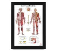 Human Body Anatomy Nervous System Chart | Anatomical Poster for Study | Educational Medical Chart Posters for Students and Medical Professionals, Wall Art (Unframed A3 (30x40cm))