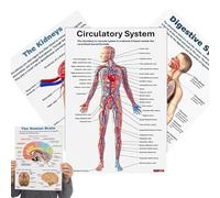 Human Body Anatomy Poster Collection - 16 Large Skeleton and Organ Diagrams, Laminated Detailed Medical Reference Diagrams for Biology Classroom, Medical Clinic, Learning