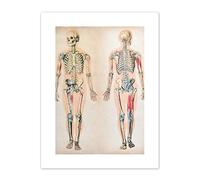 Human Body Anatomy Skeleton Muscles Art Print Canvas Premium Wall Decor Poster