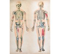 Human Body Anatomy Skeleton Muscles Art Print Poster Wall Decor