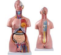 Human Body Anatomy Torso Model - 85Cm with 23 Removable Parts for Science Learning and Education