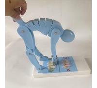 Human Body Bending Weight Lifting Spine Force Demonstration Model, Correct Posture & Lumbar Spine Protection Teaching Tool, Interactive Fitness Safety Display for Posture Correction blue