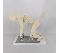 Human Body Bending Weight Lifting Spine Force Demonstration Model Correct Posture & Lumbar Spine Protection for Fitness and Training
