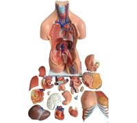 Human Body Deluxe Musculature Model, Anatomy Torso Life Size Unisex Doll Medical Torso, 23 Removable Parts 85cm,Education Organs Model, for Medical Students Science Learning Study