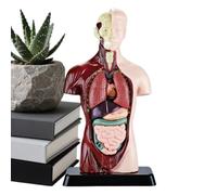 Human Body Educational Detachable Realistic Science Kit