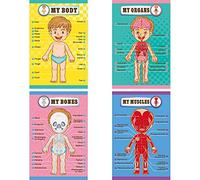 Human Body Educational Learning Posters Body Parts Learning Wall Chart for Kids Cartoon Anatomy Chart Educational Poster Preschool Kindergarten Teaching Supplies, Classroom Decoration, 17 x 11 Inch