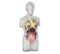 Human Body Educational Model for Children - Pregnancy Torso for Preschool, Biology Experiment Educational Teaching - Student Learning Tool for 'aul Decor