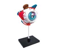 Human Body Eye Model - Detachable Eyeball Anatomical Display | Educational Teaching Model | for Students Classroom School Desk College Science Learning Biology Medical Study Exhibit