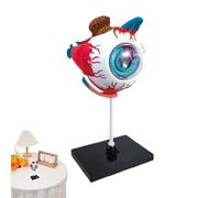 Human Body Eye Structure Model | Detachable Anatomical Teaching Models,Teaching Aid for Classroom Health Display Science Class Doctor College
