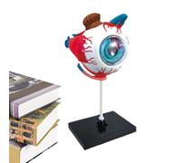 Human Body Eye Structure Model, Detachable Eyeball Anatomical Model, Teaching Aid for Classroom Health Display Science Class Doctor College