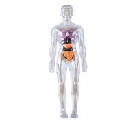Human Body for Kids|Human Body Model for Kids Detachable Visualized 3D Anatomy Model Enlightenment Science Toys Cultivates Explore Curiosity Hands-On Skills, Luminous
