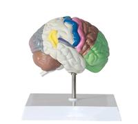 Human Body Half Brain Model Anatomy Model Human Body Anatomy Replica of Normal Brain Brain Model for Neuroscience Anatomical Brain Model for Doctors Office Educational Tool with Base