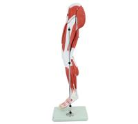 Human Body Lower Limb Muscle Model Medical Anatomical Human Lower Limb Muscle Model Detachable 13 Parts Leg Blood Vessel Nerve Structure Anatomy Model for Study Teaching Displ