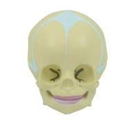 Human Body Model 1:1 Life Size 30 Weeks Baby Skull Model Human Skeleton with Movable Lower Jaw for Hospital Study Head Bone