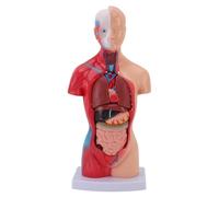 Human Body Model, 10.2 Inch Human Anatomy Model, 15 Detachable Parts Educational Torso with Internal Organs for Anatomy Study