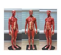 Human Body Model 30 Cm Male Superficial Anatomy of The Skeletal Muscular System Model Human Vision Model of The Torso Mu