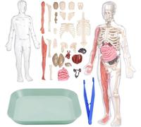 Human Body Model, 31cm 3D Human Torso Anatomy Model Kit Glow in the Dark, DIY Full Size Skeleton Kit, Learning Anatomical Skeleton Model, Removable Human Body Science Kit