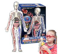 Human Body Model - 32x15x6cm Luminous Anatomy Skeleton Toy | Glow-in-the-Dark STEM Kit For Fine Motor Skills, Educational Science Figure For Home & School, 2026 Edition