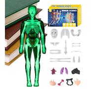 Human Body Model - 3D Anatomy Torso | Educational Assembly Toy | Biological Structure Learning System Interactive Kit, Detailed Mus Skeleton Exploration Set