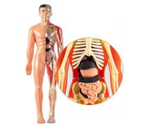 Human Body Model - 3D Anatomy Torso | Educational Assembly Toy | Biological Structure Learning System Interactive Kit, Detailed Mus Skeleton Exploration Set