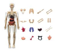 Human Body Model - 3D Human Body Bone Interactive Science Kit, Educational Study Tools For Classroom, Kids, Homeschool Preschool Elementary Learning | School Teaching Supplies For Group Activities