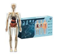 Human Body Model,3D Human Body Science Kit Toys with Bone - Learning Toys for Library Home School Homeschool Classroom Children Elementary Group Activities