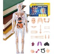 Human Body Model 3D, Human Body Structure Models, Educational Teaching Aid Tools for Science Educators Students Learners Girls Boys Kids in Classroom Homeschooling School