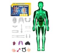 Human Body Model 3D | Human Skeleton Model Toy | Educational Teaching Aid Tools for Science Educators Students Learners Girls Boys Kids in Classroom Homeschooling School
