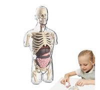 Human Body Model - Anatomical, Biology Teaching Model | 3D Organ Display with Realistic Structure, Removable Parts for Learning Aid, Durable and Washable Material, Visual Tool for Medical Trai
