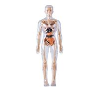 Human Body Model - Anatomy Doll, Glow in Dark Organs Toy Tools | Human Body Structure Model | for Science Educational Learning Experiments Boys Girls Age 8+ Lab Halloween Student Doctor Classroom