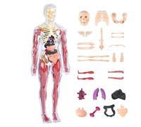 Human Body Model - Anatomy Figure, 1 Piece Medical For Biology Study, Biological Mannequin With Internal Organs, Teaching Aid, Corporeal Prototype For Home, School And Kindergarten Desk