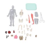 Human Body Model Anatomy Kit with Removable Organs Glow in The Dark Skeleton Science Educational Toy for Kids Students Interactive Learning Tool ABS PP TRP Material 32cm Size