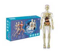 Human Body Model - Anatomy Toys Torso Model Posable Interactive Figure, 30 * 18 * 6cm Human Torso Anatomy Models With Heart Head Skull Brain Skeleton, Preschool & School Display STEM Educational Toy
