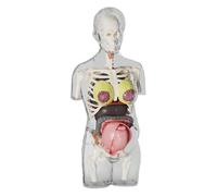 Human Body Model - Anatomy Voice Toys, Building Kit For Pregnant Female Torso, Interactive Educational Biology Model, Removable and Movable Parts Students, Children, Boys,