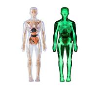 Human Body Model - Artist Manik | Mannequin Action Figures for Artists, Luxury Muscle Modeling, Human Torso Anatomy Modeling with Heart, Head, Brain, S