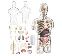 Human Body Model - Clear Anatomy Toy Set, Hands On STEM Educational Kit | Detailed Physiology Learning Model With Removable Parts, Half Torso Puzzle For Kids Over 6 For Study Presents Use