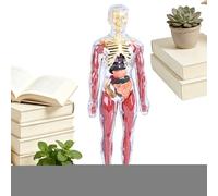 Human Body Model, Educational Science Toy, 11.22x3.94 Inches Mannequin with ABS Build, Anatomy Set, Biology Display with Realistic Style, Learning Activity for School & Home